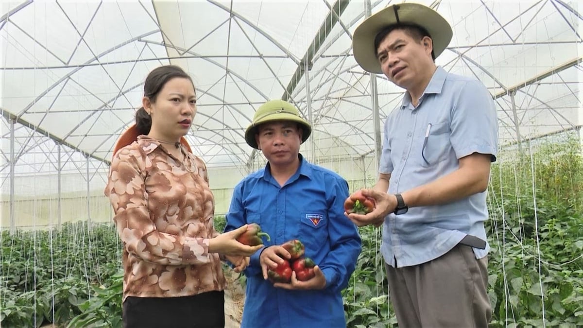 Trồng rau trong nhà màng: Đầu tư lớn, lợi nhuận cao