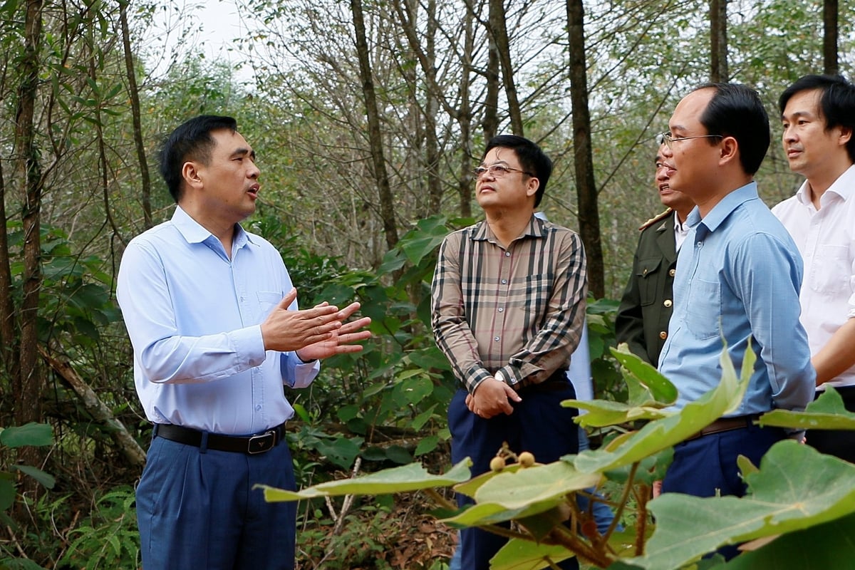 Lâm nghiệp Việt Nam: 80 năm giữ 'lá phổi xanh' và tạo dựng thịnh vượng